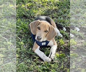 Beagle Puppy for sale in KISSIMMEE, FL, USA