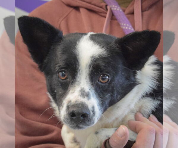 Medium Photo #1 Mutt Puppy For Sale in Huntley, IL, USA