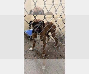 Boxer Dogs for adoption in Austin, TX, USA