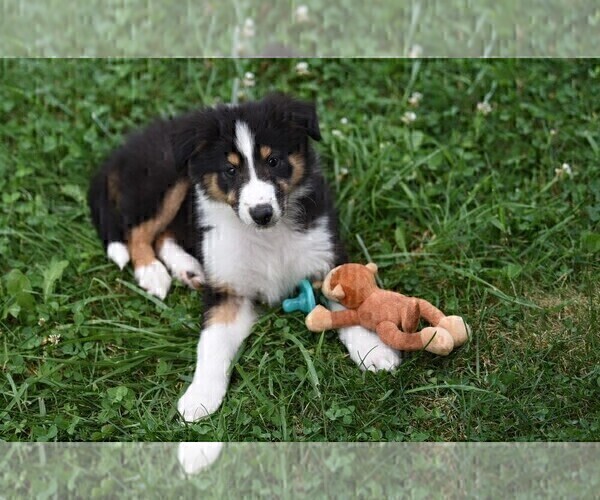 Medium Photo #11 Collie Puppy For Sale in PARIS, MI, USA