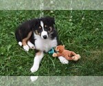 Small Photo #11 Collie Puppy For Sale in PARIS, MI, USA