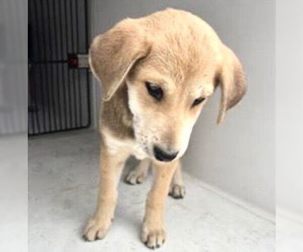 Medium Photo #1 Labrador Retriever Puppy For Sale in Houston, TX, USA