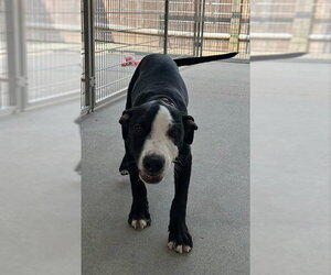 Labrador Retriever-Unknown Mix Dogs for adoption in Brewster, MA, USA