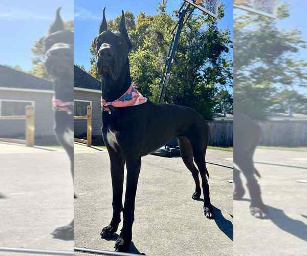 Medium Photo #1 Great Dane Puppy For Sale in MARSHVILLE, NC, USA