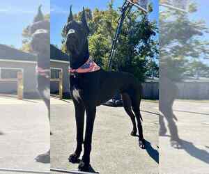 Great Dane Puppy for sale in MARSHVILLE, NC, USA