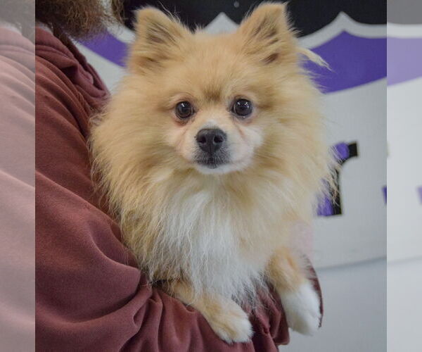 Medium Photo #3 Pomeranian Puppy For Sale in Huntley, IL, USA