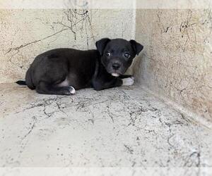 American Pit Bull Terrier-Unknown Mix Dogs for adoption in Oklahoma City, OK, USA