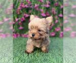 Small #14 Yorkshire Terrier
