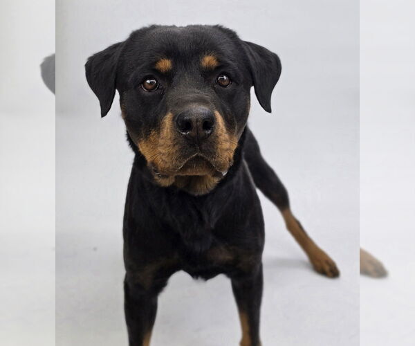 Medium Photo #5 Rottweiler-Unknown Mix Puppy For Sale in Lakewood, CO, USA