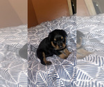 Small Photo #7 Rottweiler Puppy For Sale in HENRICO, VA, USA