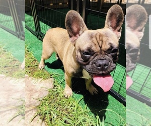 Father of the French Bulldog puppies born on 07/28/2022