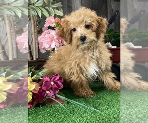 Poodle (Miniature) Puppy for sale in CANOGA, NY, USA