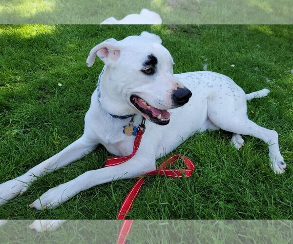 Medium Photo #2 Boxer-Unknown Mix Puppy For Sale in Stanwood, WA, USA
