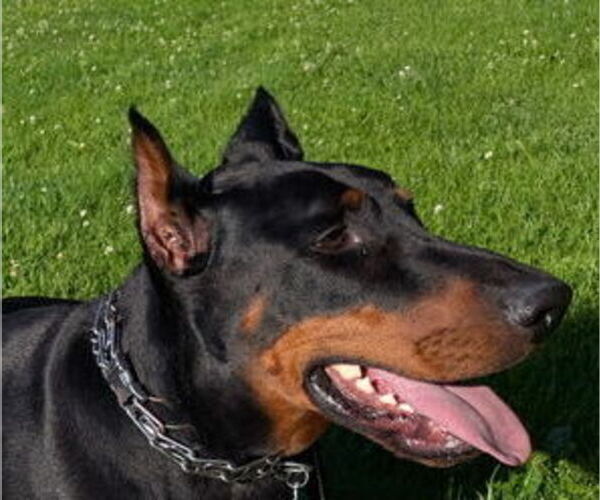 Medium Photo #10 Doberman Pinscher Puppy For Sale in MORRISTON, FL, USA
