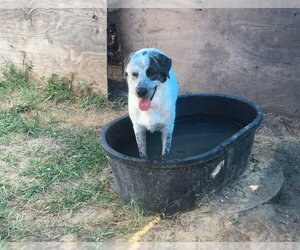 Bolt - Male Pyrenees Catahoula Dog for Adoption - Photo #5