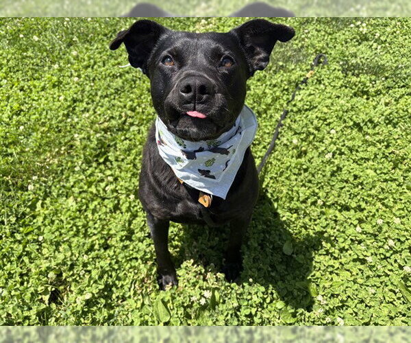 Medium Photo #1 Mutt Puppy For Sale in Pueblo, CO, USA