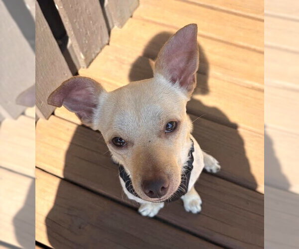 Medium Photo #2 Chihuahua Puppy For Sale in St. Louis Park, MN, USA