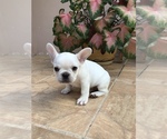 Small Photo #1 French Bulldog Puppy For Sale in AVON PARK, FL, USA