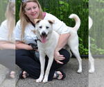 Small #3 Labrador Retriever Mix