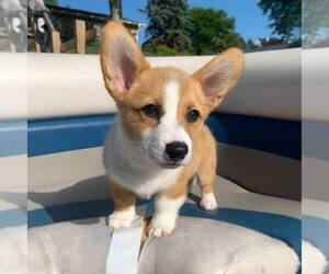 Pembroke Welsh Corgi Puppy for sale in LOS ANGELES, CA, USA