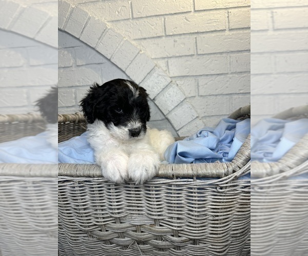 Medium Photo #6 Aussiedoodle Puppy For Sale in LA CRESCENT, MN, USA
