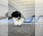 Small #5 Aussiedoodle