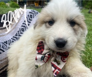 Great Pyrenees Puppy for Sale in TIPP CITY, Ohio USA