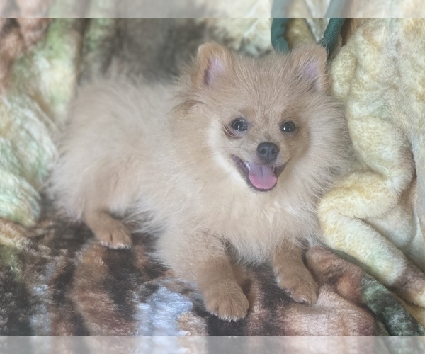 Medium Photo #4 Pomeranian Puppy For Sale in HAMDEN, CT, USA