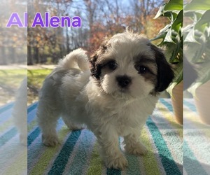 Zuchon Puppy for sale in HOLTON, MI, USA