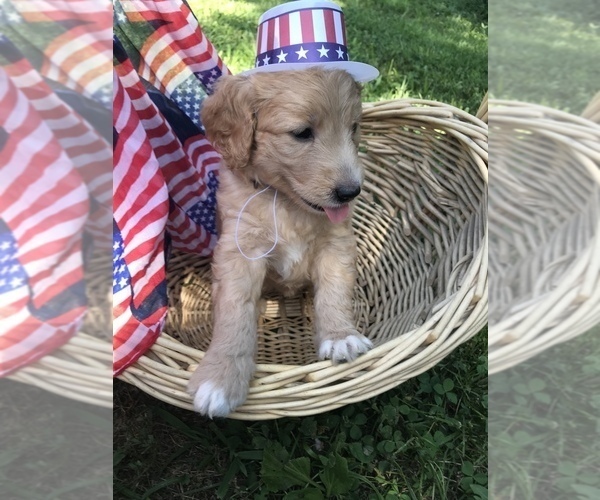 Medium Photo #2 Goldendoodle Puppy For Sale in WARRENTON, MO, USA