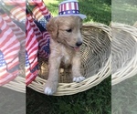 Small Photo #2 Goldendoodle Puppy For Sale in WARRENTON, MO, USA