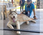 Small Siberian Husky