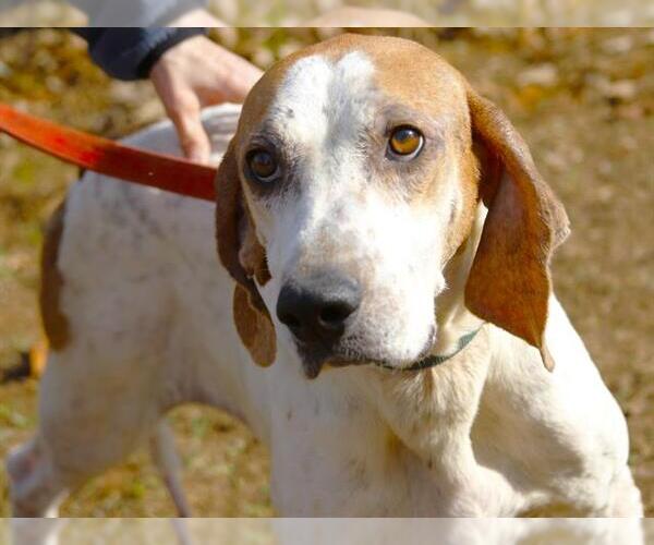 Medium Photo #2 Treeing Walker Coonhound-Unknown Mix Puppy For Sale in Tallahassee, FL, USA