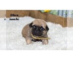 Small #5 Pug