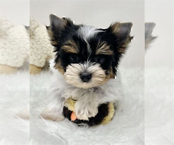 Medium Photo #21 Yorkshire Terrier Puppy For Sale in TAMPA, FL, USA