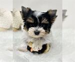 Small #20 Yorkshire Terrier