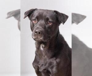 American Pit Bull Terrier-Unknown Mix Dogs for adoption in Olathe, KS, USA
