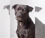 Small American Pit Bull Terrier Mix