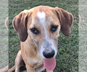Gunner - Male Mountain Cur-Unknown Mix Dog for Adoption - Photo #4