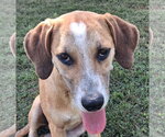 Small Photo #4 Mountain Cur-Unknown Mix Puppy For Sale in Cookeville, TN, USA
