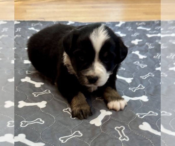 Medium Photo #10 Australian Shepherd Puppy For Sale in SALISBURY, NC, USA