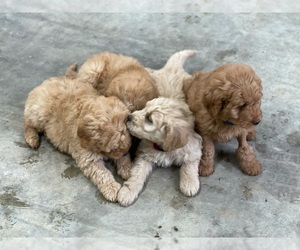 Goldendoodle Puppy for sale in ETHRIDGE, TN, USA