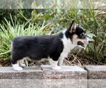 Small #9 Pembroke Welsh Corgi