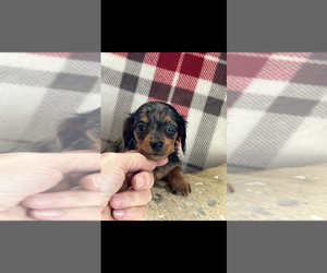 Dachshund Puppy for sale in NILES, MI, USA