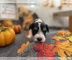 Small Photo #2 Schnauzer (Miniature) Puppy For Sale in PORTLAND, OR, USA
