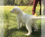 Small #2 Great Pyrenees