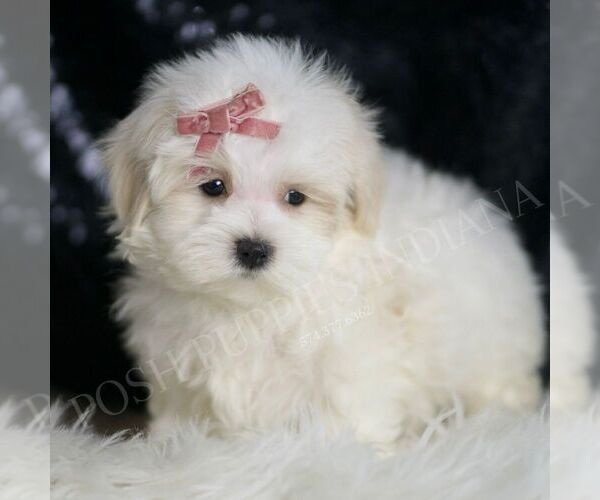 Medium Photo #4 Maltipoo Puppy For Sale in WARSAW, IN, USA