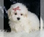 Small #3 Maltipoo