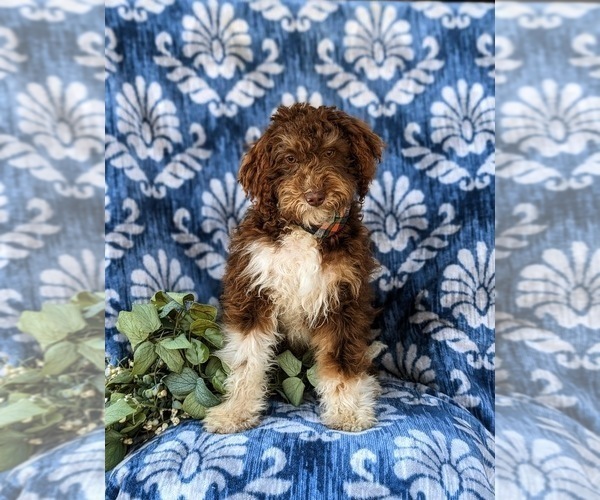 Medium Photo #2 Bernedoodle (Miniature) Puppy For Sale in OXFORD, PA, USA