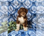 Small #1 Bernedoodle (Miniature)